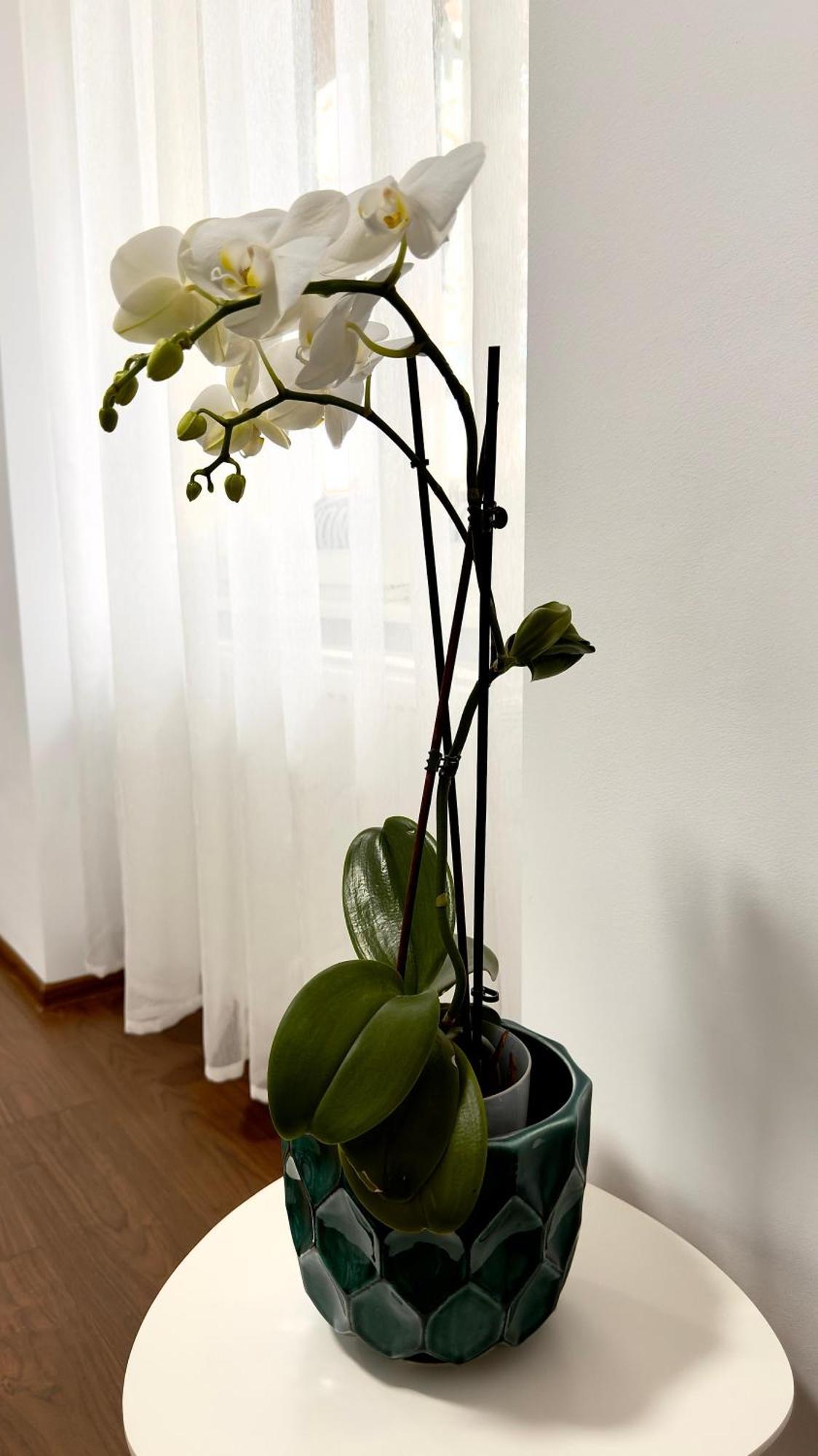 Phoenix Central Apartments 시비우 외부 사진